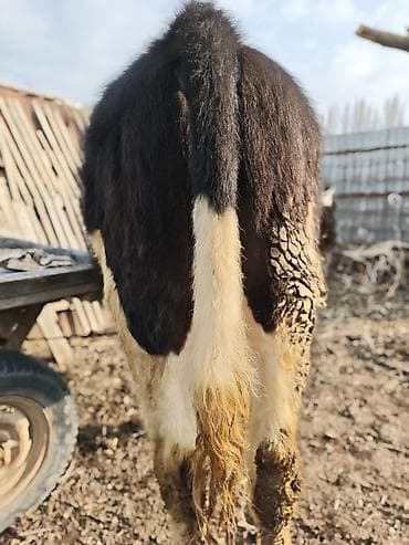 А/ч жаныбарларын сатам: Сатам | Бука (эркек) | Аргын | Бордоп семиртүү үчүн | Байланган — 2