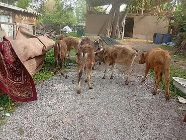 я ишу карову: Продаю | Музоо, торпок — 6