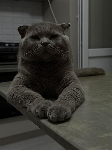 Продажа кошек: Британская короткошёрстная, 1 год, Мальчик, Кастрирована — 2