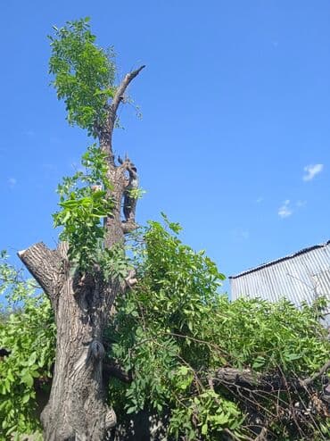 кресло барбер: Профессионально оперативно быстро спил любой сложности. Без выходных — 13