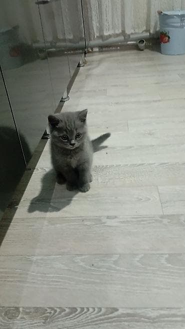 кошки на обувь: Шотландские котята скоттиш серого окраса, осталось 1 катенок - — 1