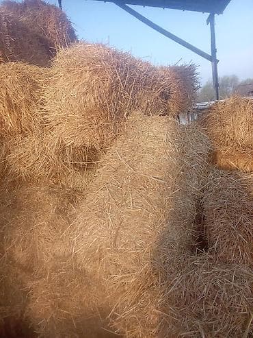 нитки шпагат: Солома в тюках. - Тип: пшеничная/ячменная солома, прямоугольные тюки — 1