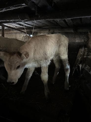 Аквариумы: Продаю | Музоо, торпок | Швицкая | На откорм, На забой, Для разведения | Осеменитель — 4