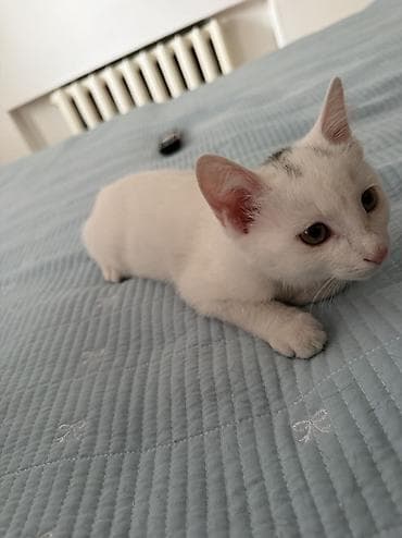 Отдам даром кошку: Кошка даром: Беспородная, 2 месяца, Девочка, Приучена к лотку, Проглистована — 3