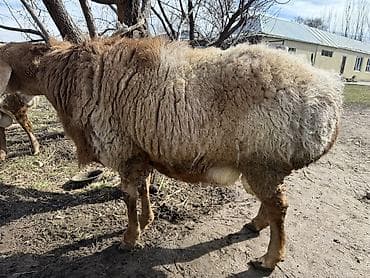 акита ину собака: Продаю | Баран (самец) | Арашан | Для разведения — 5