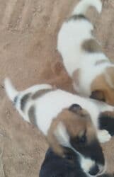 американский булли бишкек: Собака даром: Дворняжка, 2 месяца, Самка — 3