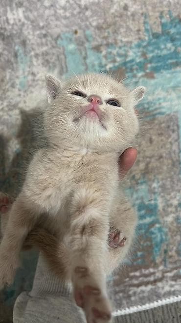 котята шотландцы купить: Плюшевый котёнок кремового окраса Котёнок ещё совсем крошечный и пока — 3