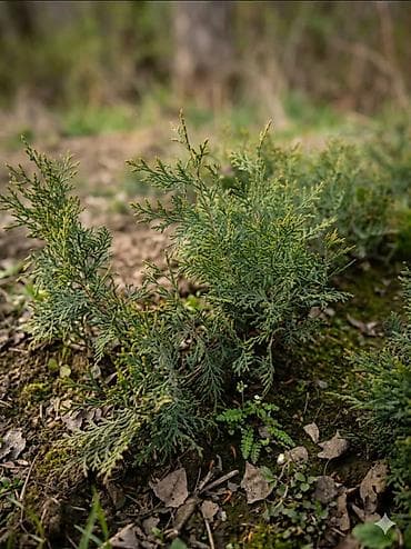 Можжевельник стелющийся (почвопокровный хвойник) - Компактный куст с