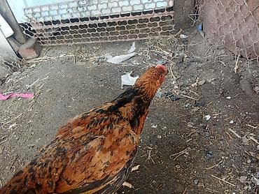 клетки для кур: Продаю | Куры | Домашняя, Кучинская | Несушки — 4