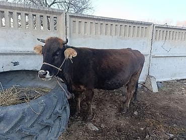 каракол кошка: Сатам | Уй (ургаачы) | Көбөйтүү үчүн | Кунажын — 3