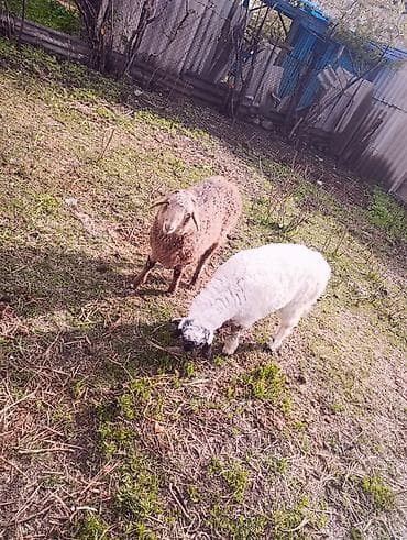 продаю ягненка: Продаю | Овца (самка) | Для разведения — 1