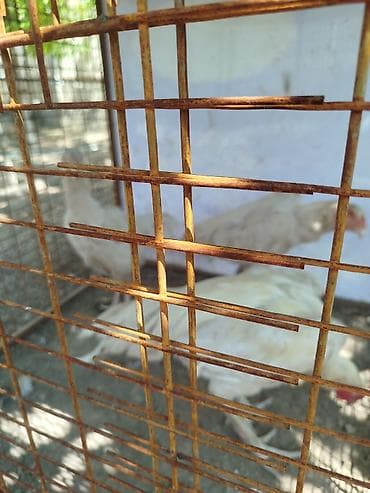 номер приюта для животных бишкек: Продаю | Петух — 2