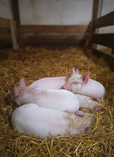 Собаки: Продаю | Поросенок | Крупная белая | Для разведения — 1