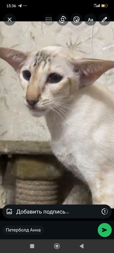 во сколько месяцев стерилизовать кошку: Ориентальная, 2 года, Девочка, Белый, Кастрирована, Приучена к лотку, Проглистована — 9