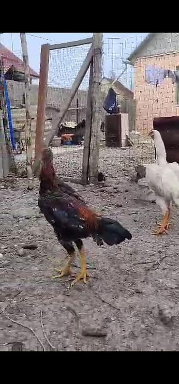 бойцовые куры: Продаю | Петух | Домашняя | Для разведения — 10