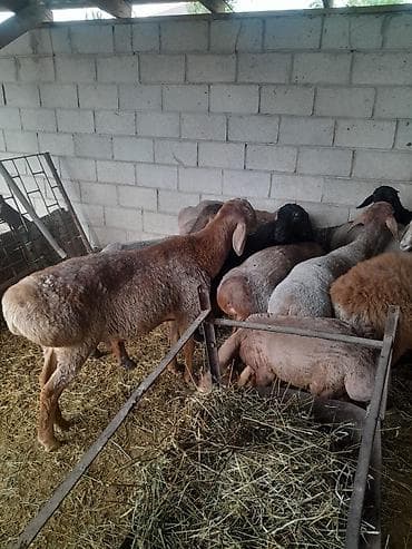 собаки в бишкеке бесплатно: Продаю | Овца (самка), Баран (самец) — 1
