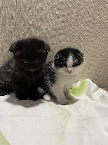 котята скоттиш фолд: Шотландские котята (вислоухие/страйт), покровки - метисы . 1,5 месяца — 1