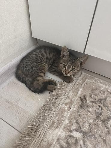 d cat: 3 месяца, Мальчик, Приучена к лотку — 2