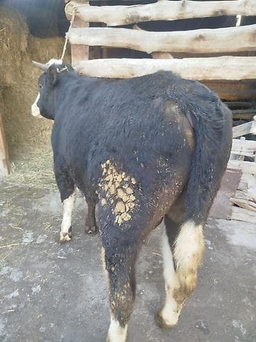 симентал бычки: Продаю | Бык (самец) | Для разведения — 3