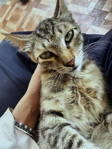 кошка крысолов: Кошка даром: Беспородная, Мальчик — 3