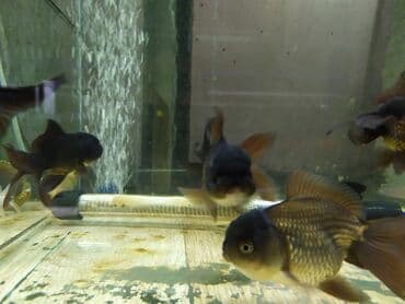 Мышыктар: Золотые рыбки. Разные — 5