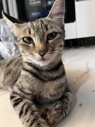 d cat: Кошка даром: Беспородная, Девочка — 2