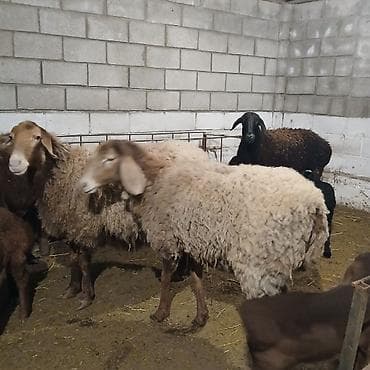 байтал ургачы: Продаю | Овца (самка) | Полукровка | Для разведения | Матка — 3