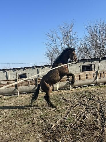 70 сом: Сатам | Жылкы (эркек), Байтал | Союуга, Ат спорту — 3