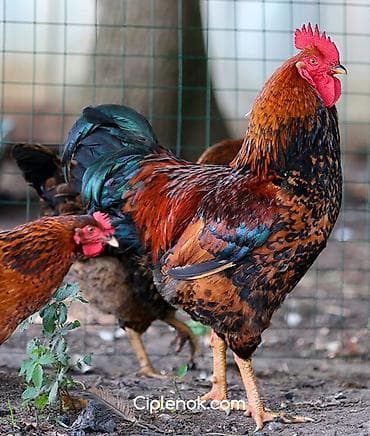 Петухи кучинские, леггорн продаются