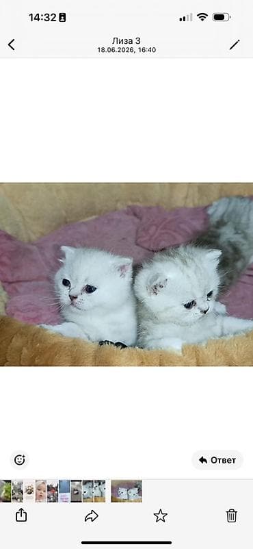 Мышыктар: Шотландские котята (короткошёрстные), окрасы: белый и серебристо-белый — 1