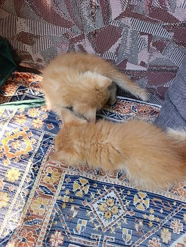 вязка кот: Рыжие котята в добрые руки - Возраст: 1,5 месяца . две девочки и один — 9