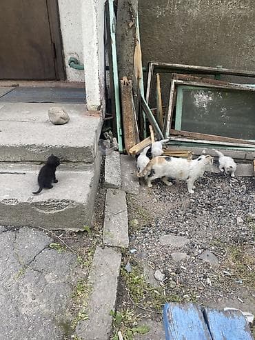 бесплатно котята: Котята от дворовой кошки. Котятам требуется мед. Помошь у всех есть — 1