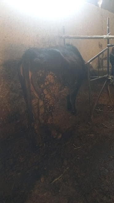 ангус музолор: Продаю | Бык (самец) | На откорм | Привязанные — 2