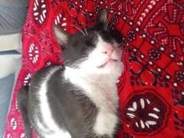 Собаки: Беспородная, 8 месяцев, Мальчик, Биколор, Приучена к лотку — 4