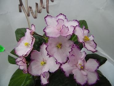 глоксиния: 🌱🌺🌱 Продаю сортовые ДЕТКИ стандартных, трейлерныхмини и полумини — 10