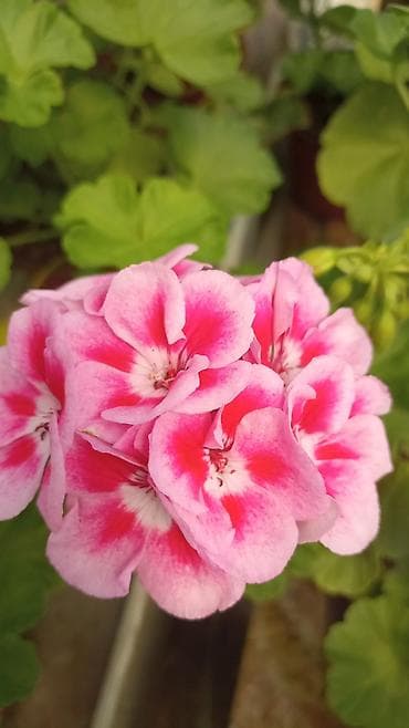 разведение: Пеларгонии (герань зональная) — сортовые кустики в горшках — 4