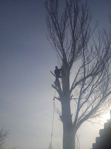 тополы тополя: Тополь карагач и другие е пилим покупаем сами пилим и самовывоз спилим — 9