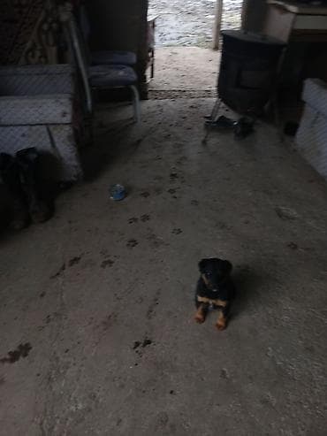 Аквариумы: Щенок декоративной породы/смеси небольшого размера. - Окрас: черный с — 1