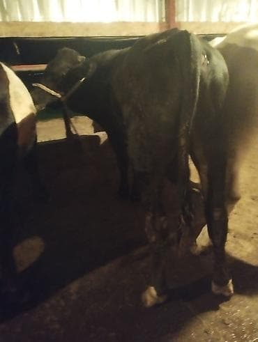 сары булун: Сатам | Бука (эркек) — 2