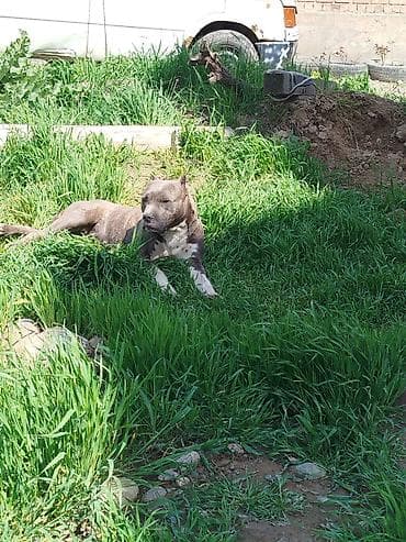 матки пчел: Американский питбультерьер (кобель) серо-белого окраса. отдам в — 1