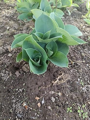 гулдор роза: В наличии много разной хосты, спрашивайте. есть подешевле — 10