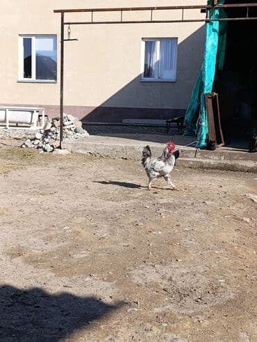 купить корм для перепелов несушек: Продаю | Петух | Для разведения — 8