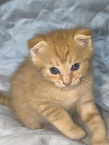 продажа котиков: Котята, помёт из трёх малышей: -Родились — 5