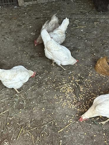 яйца куриные: Продаю | Куры | Леггорн | Несушки — 5