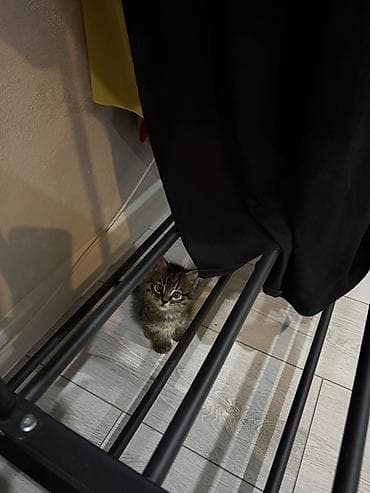 Милый полосатый котёнок с пушистой шерсткой и выразительными глазами