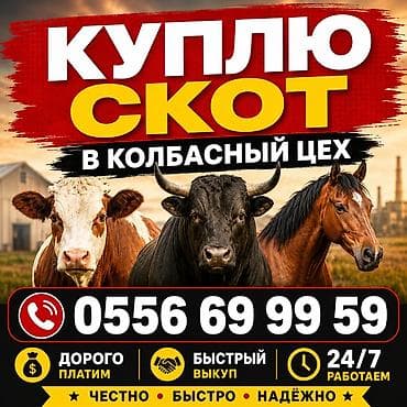 уй жаныбары: Сатам | Бука (эркек) | Сүт алуу үчүн — 1