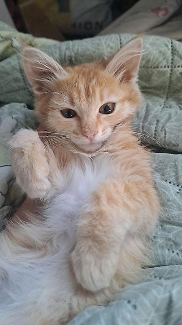 сибирские котята: Кошка даром: Сибирская, Девочка — 1