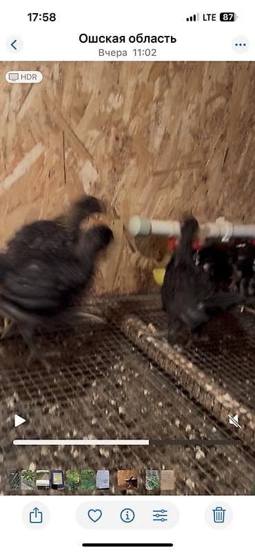 мясо быков: Продаю | Цыплята | Для разведения — 1