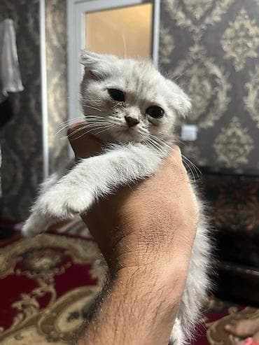 шотландская прямоухая цена: Шотландские котята, серебристо‑серые, плюшёвая шерсть. Ушки у части — 9