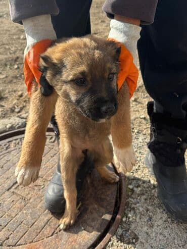 акустические системы ugreen колонка в виде собак: Кучуктор сатылат Кыргыз доботтун кучуктору сатылат Ысс-Кол областы — 2